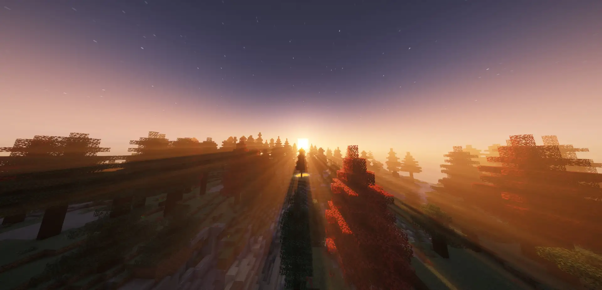 Sunset in the woods